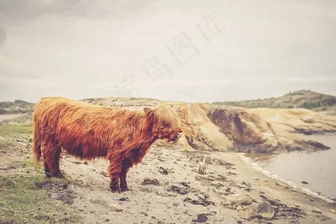 哺乳类,高地牛,牦牛,图画,树,沙动物公牛 哺乳类,高地牛,牦牛,图画,树,沙动物公牛