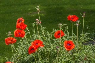 鲜花，罂粟，红色罂粟，公园，春天，夏天