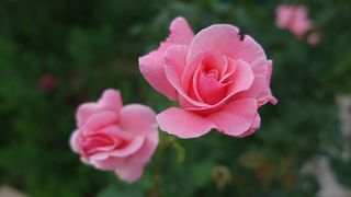 玫瑰，粉红色，花，开花，自然