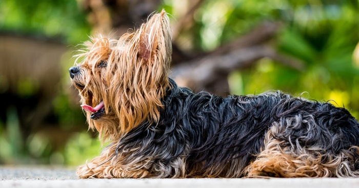 约克夏犬，小猎犬，狗，小狗，毛皮，打哈欠