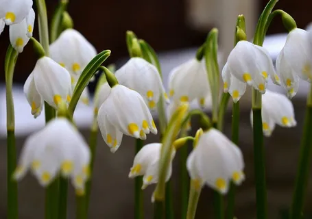雪花，Leucojum Vernum，春天的迹象，春天