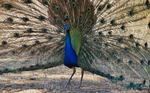 孔雀，雄性，鸟，蓝色，孔雀羽毛，羽毛