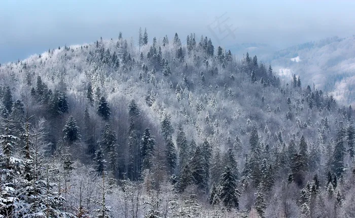 雪，弗罗斯特，太阳，冬冬季，冰，性质，贝尔，白