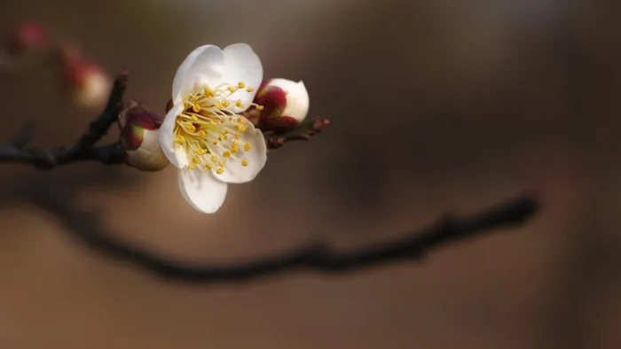 梅，弘前，春天的花朵，庄严，尊严