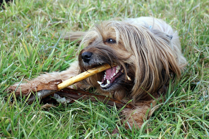 狗，地板，狗与股票，咀嚼，播放，牙齿