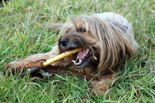 狗，地板，狗与股票，咀嚼，播放，牙齿