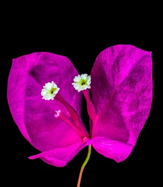 九重葛，开花，花，粉红色