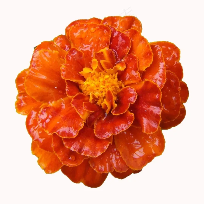 万寿菊，阳台花，橙色，开花，盛开