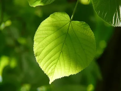 叶,单独,林德,Lipovina,叶子,叶子 叶,单独,林德,Lipovina,叶子,叶子