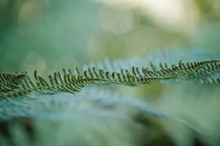蕨类，绿色，森林花园，宏，关闭，详细信息
