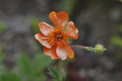 花,植物,开花,橙色,花园,自然 花,植物,开花,橙色,花园,自然