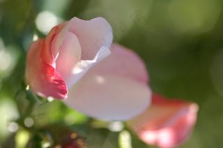 花，粉红色，自然，玫瑰，玫瑰花蕾，按钮，夏天