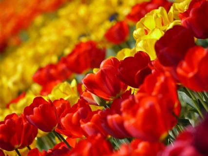 郁金香，红色，黄，鲜花，春天，植物