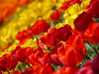 郁金香，红色，黄，鲜花，春天，植物