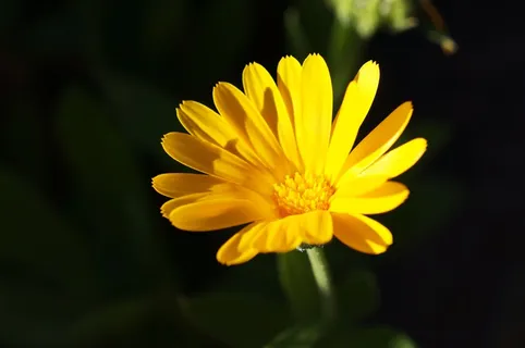 金盏花,自然,花园,黄色花 金盏花,自然,花园,黄色花