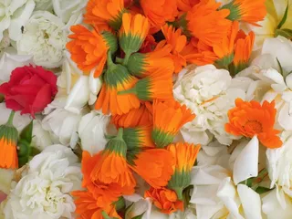 康乃馨，罗莎，鲜花，橙色，金盏花，性质