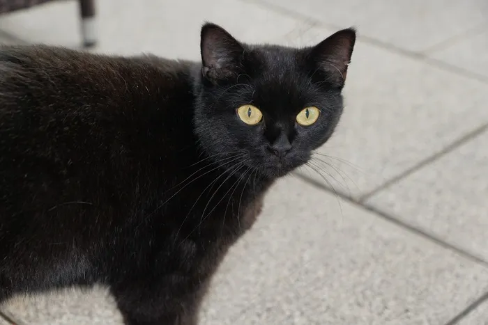猫，黑色，动物，宠物，Mieze，小猫，万圣节