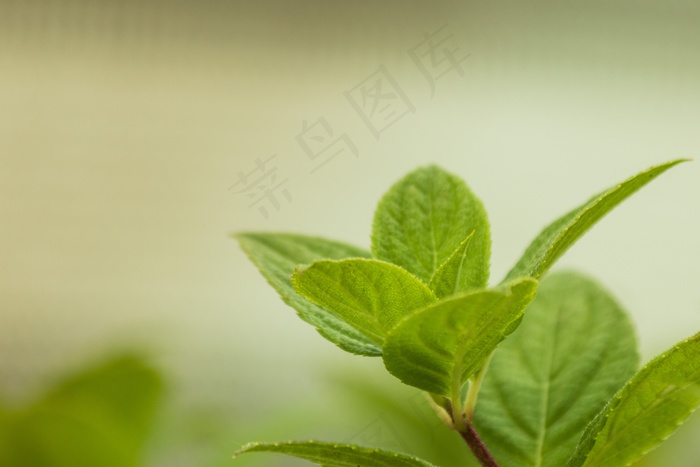 叶子，绣球花，宏，芽，年轻，弗里施，性质