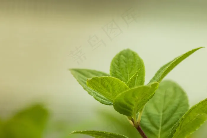 叶子，绣球花，宏，芽，年轻，弗里施，性质