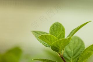 叶子，绣球花，宏，芽，年轻，弗里施，性质