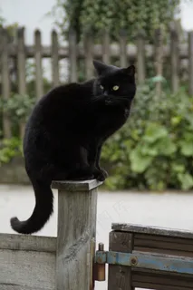 猫,黑,黑猫,警卫队,宝座,发布,篱笆 猫,黑,黑猫,警卫队,宝座,发布,篱笆
