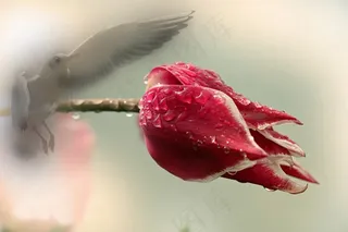 开花，厂，鸟，郁金香，性质，花园