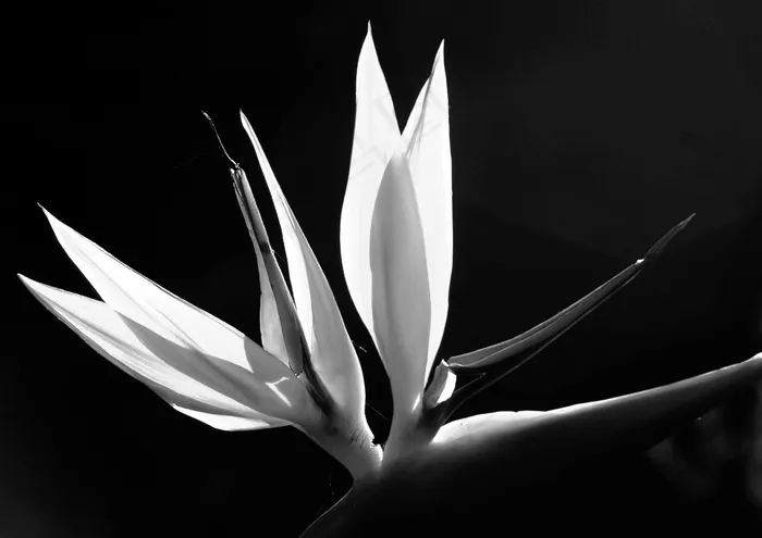 天堂鸟花，花，花瓣，太阳升