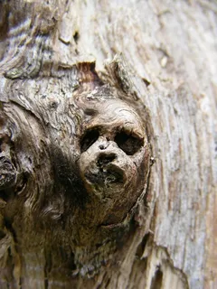 自然/人文景观,雕像,树干,树,幼枭,树妖