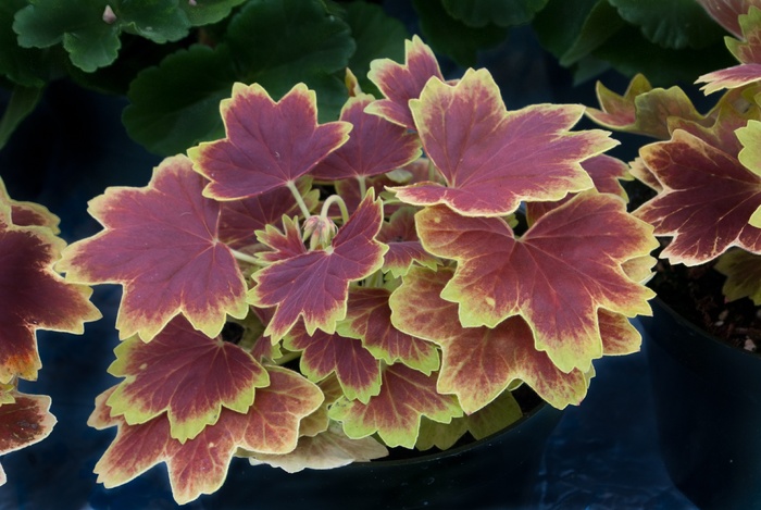 叶子，颜色，叶子，多彩，红色，黄色，自然