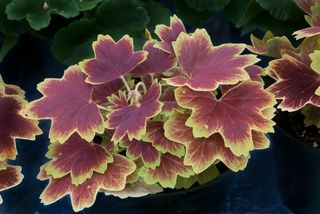 叶子，颜色，叶子，多彩，红色，黄色，自然