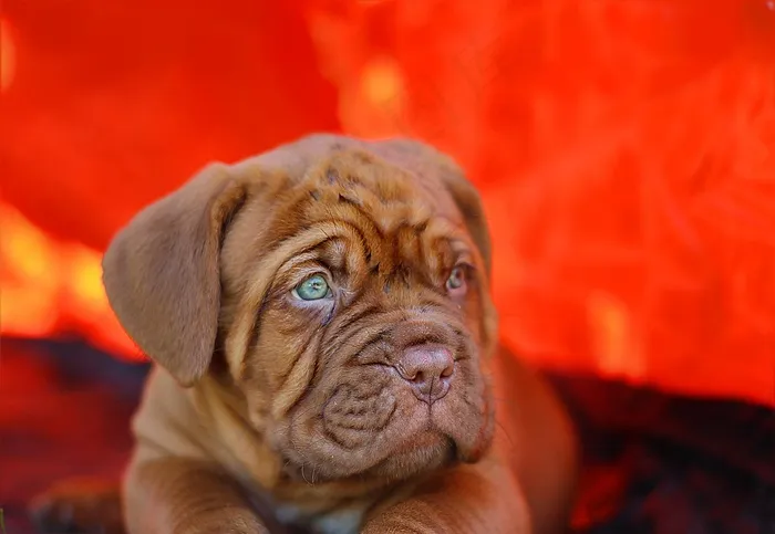 小狗，波尔多Dogue，狗