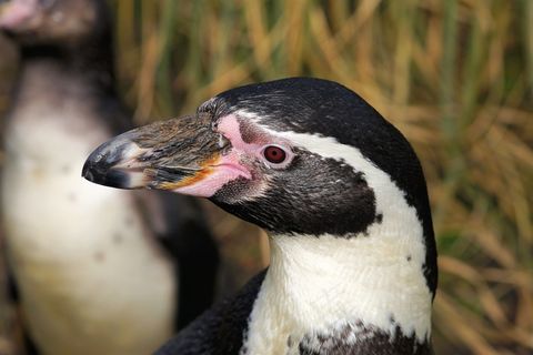 企鹅，洪堡企鹅，鸟，水禽，自然