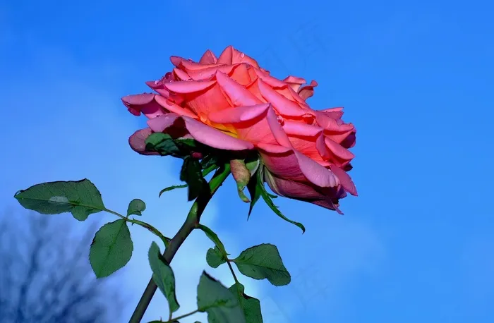 玫瑰，花，开花，花园玫瑰，雨​​滴
