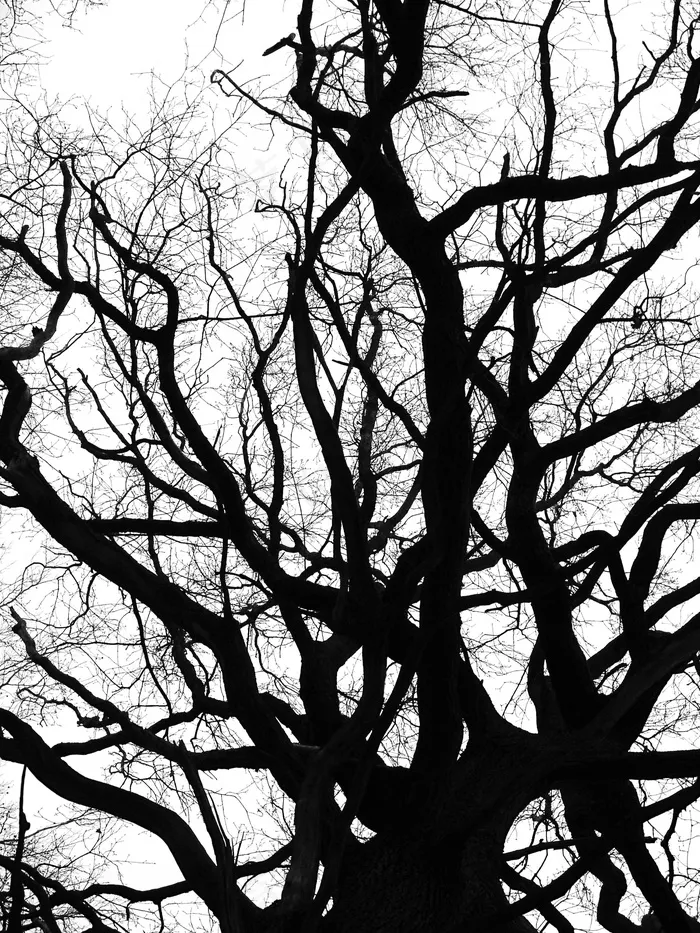 皇冠，冬天，冷，裸树，审美，分支机构