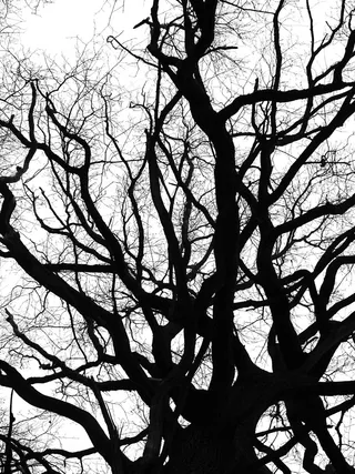 皇冠，冬天，冷，裸树，审美，分支机构