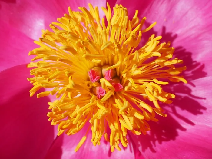 牡丹，开花，雄蕊，粉红色，花，花瓣