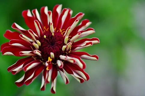 花,雏菊,野花,雏菊,春天,性质 花,雏菊,野花,雏菊,春天,性质