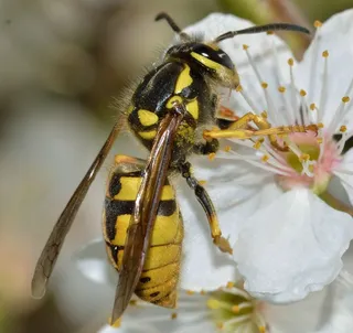昆虫，膜翅目，维斯普拉，日耳曼