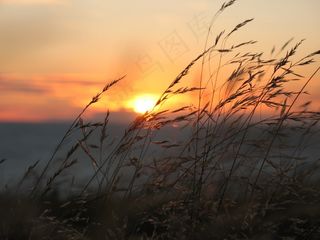 草，在中，日落，太阳，设置，心情，晚上