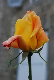 粉红色，花园，鲜花，性质，开花，按钮