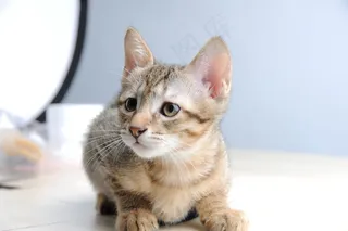 宠物，猫，小猫，忧郁