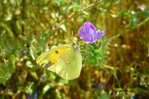 蝴蝶,花,Colias,Croceus,常见牛舌草 蝴蝶,花,Colias,Croceus,常见牛舌草