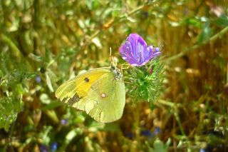 蝴蝶，花，Colias，Croceus，常见牛舌草