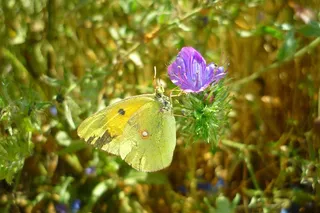 蝴蝶，花，Colias，Croceus，常见牛舌草