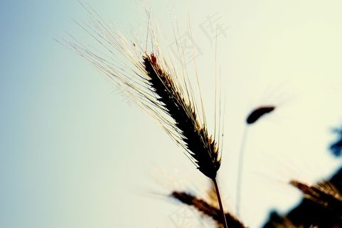 小麦，穗，谷类，夏天，粮食，场，耕地