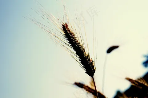 小麦，穗，谷类，夏天，粮食，场，耕地