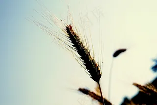 小麦，穗，谷类，夏天，粮食，场，耕地