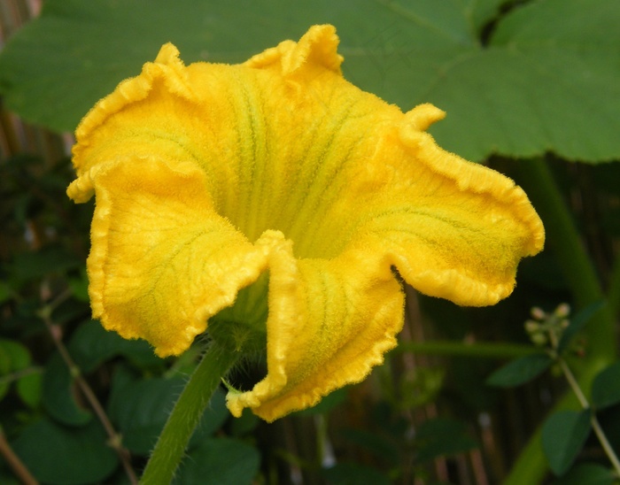 南瓜开花，收获，感恩节，黄色，秋季