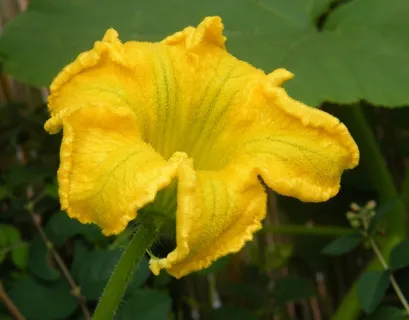 南瓜开花，收获，感恩节，黄色，秋季