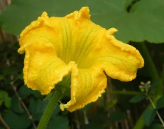 南瓜开花，收获，感恩节，黄色，秋季